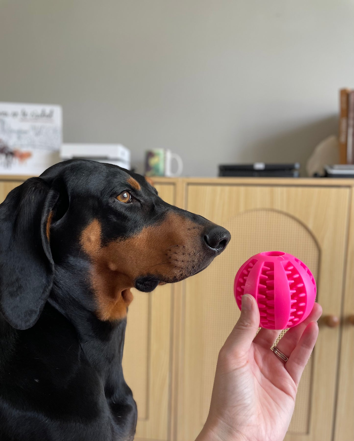 Exercise & Enrichment Ball
