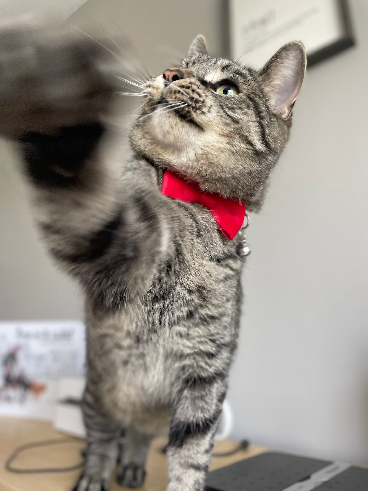 Furry & Refined Feline - Velvet Collection