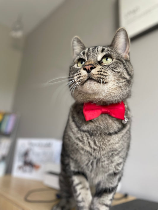 Furry & Refined Feline - Velvet Collection