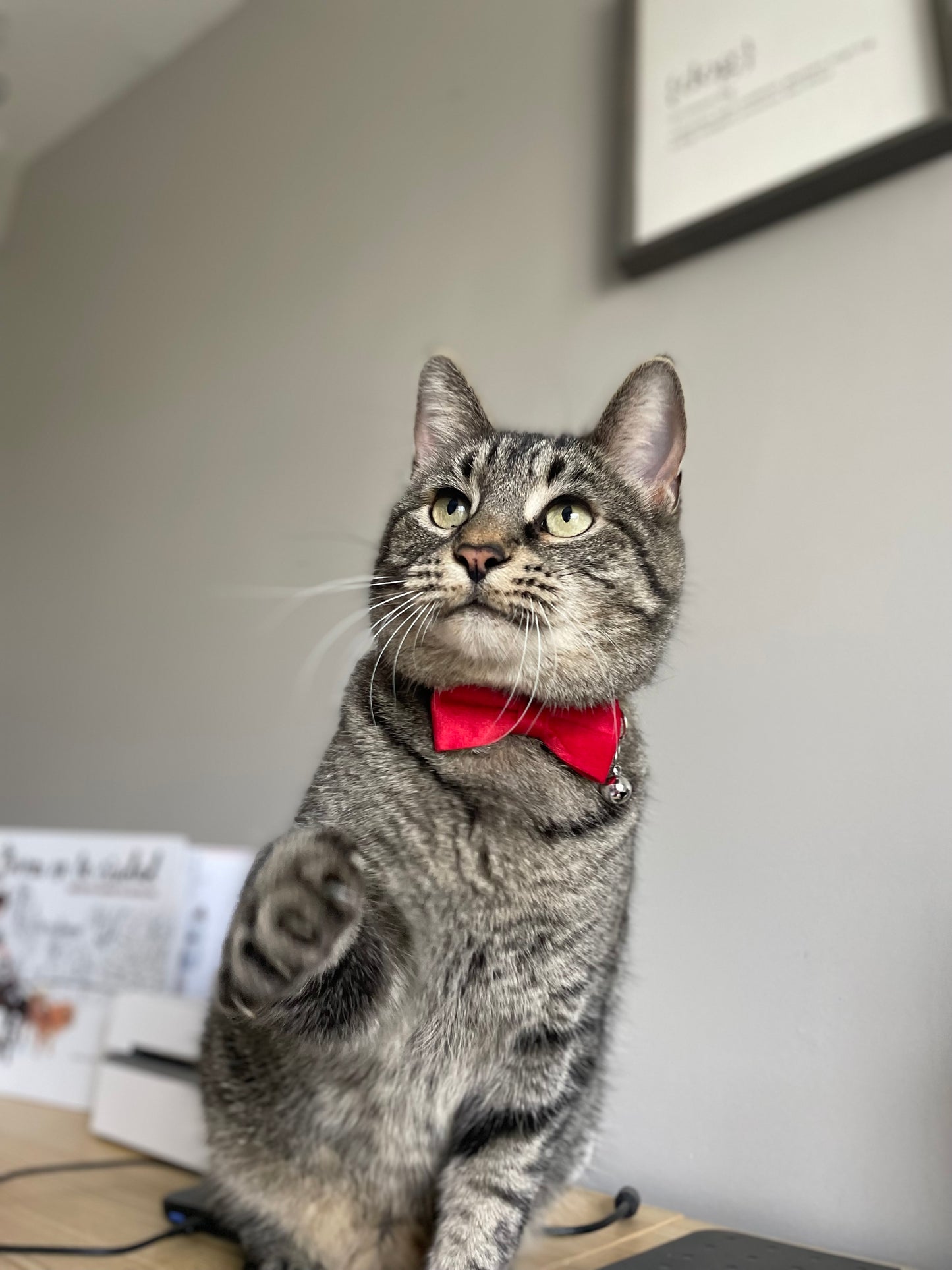 Furry & Refined Feline - Velvet Collection