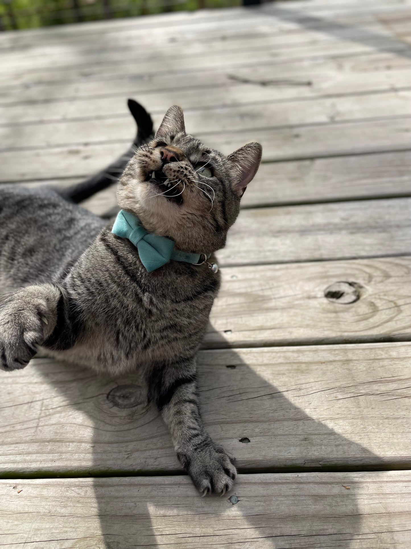 Furry & Refined Feline - Velvet Collection