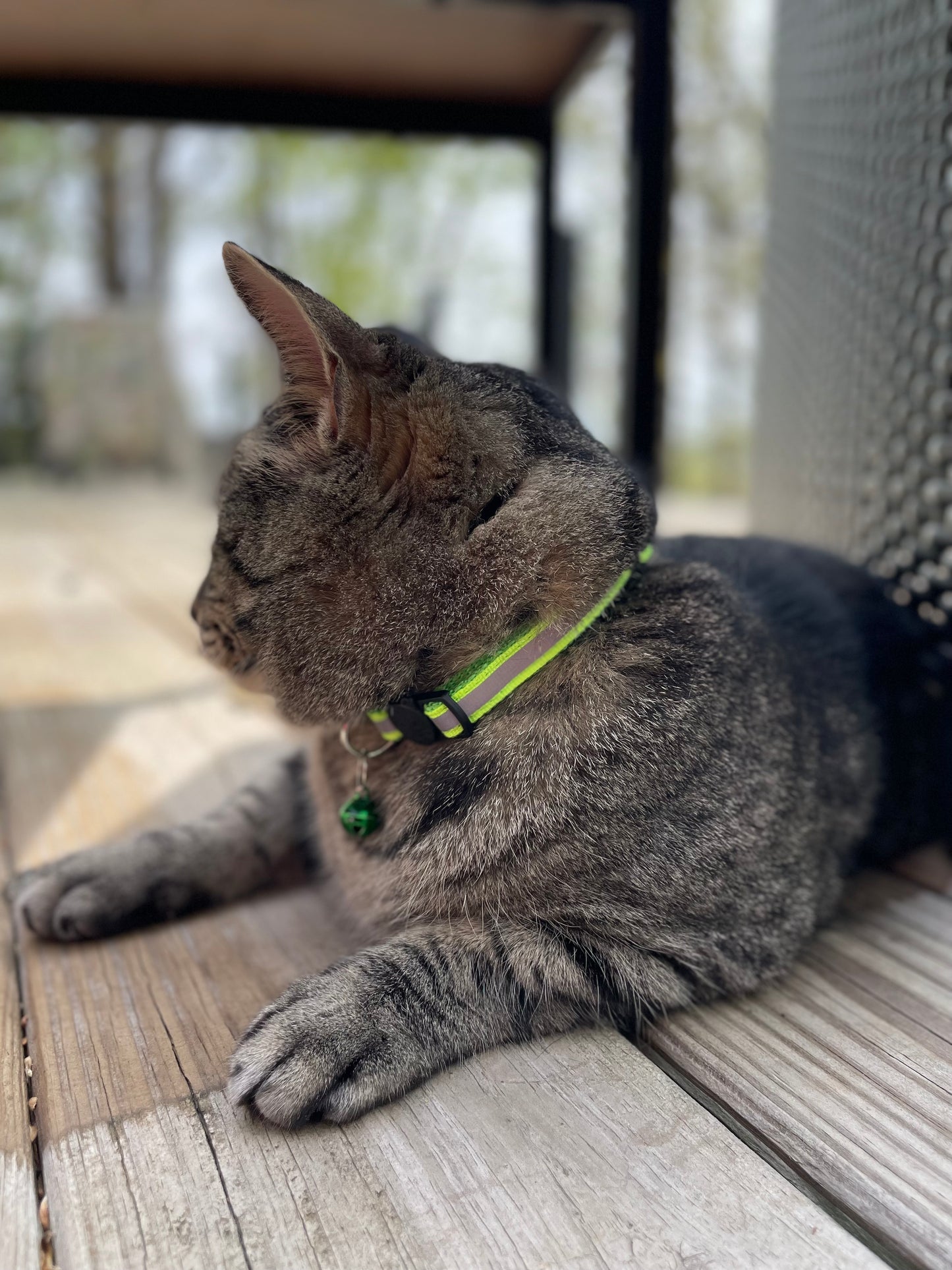 Reflective Feline Collection