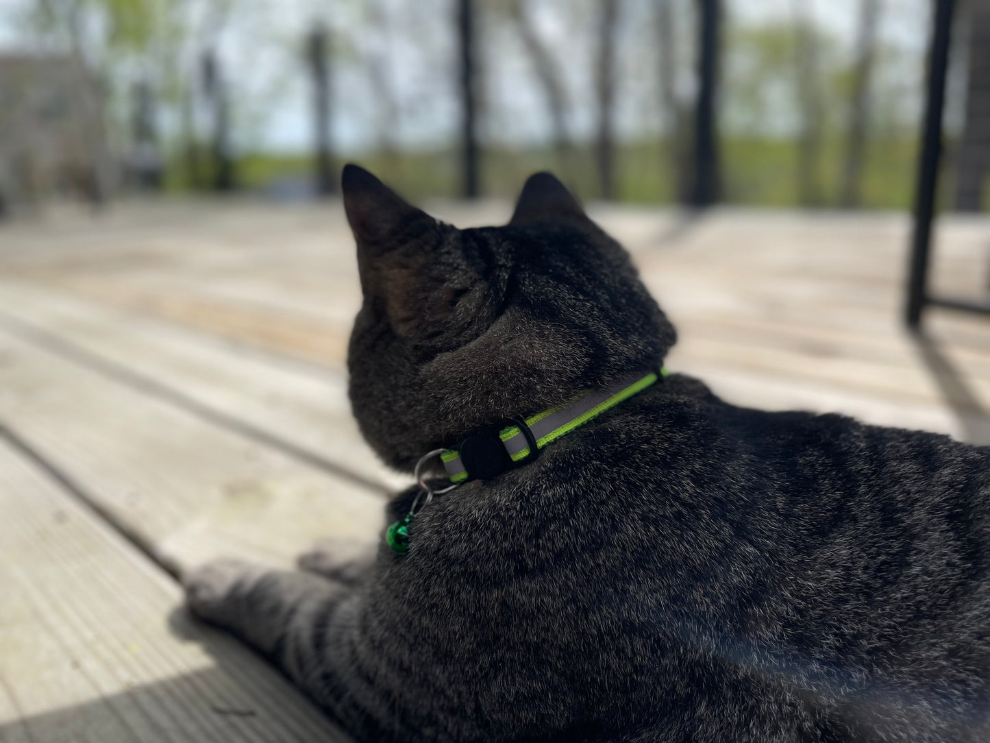 Reflective Feline Collection