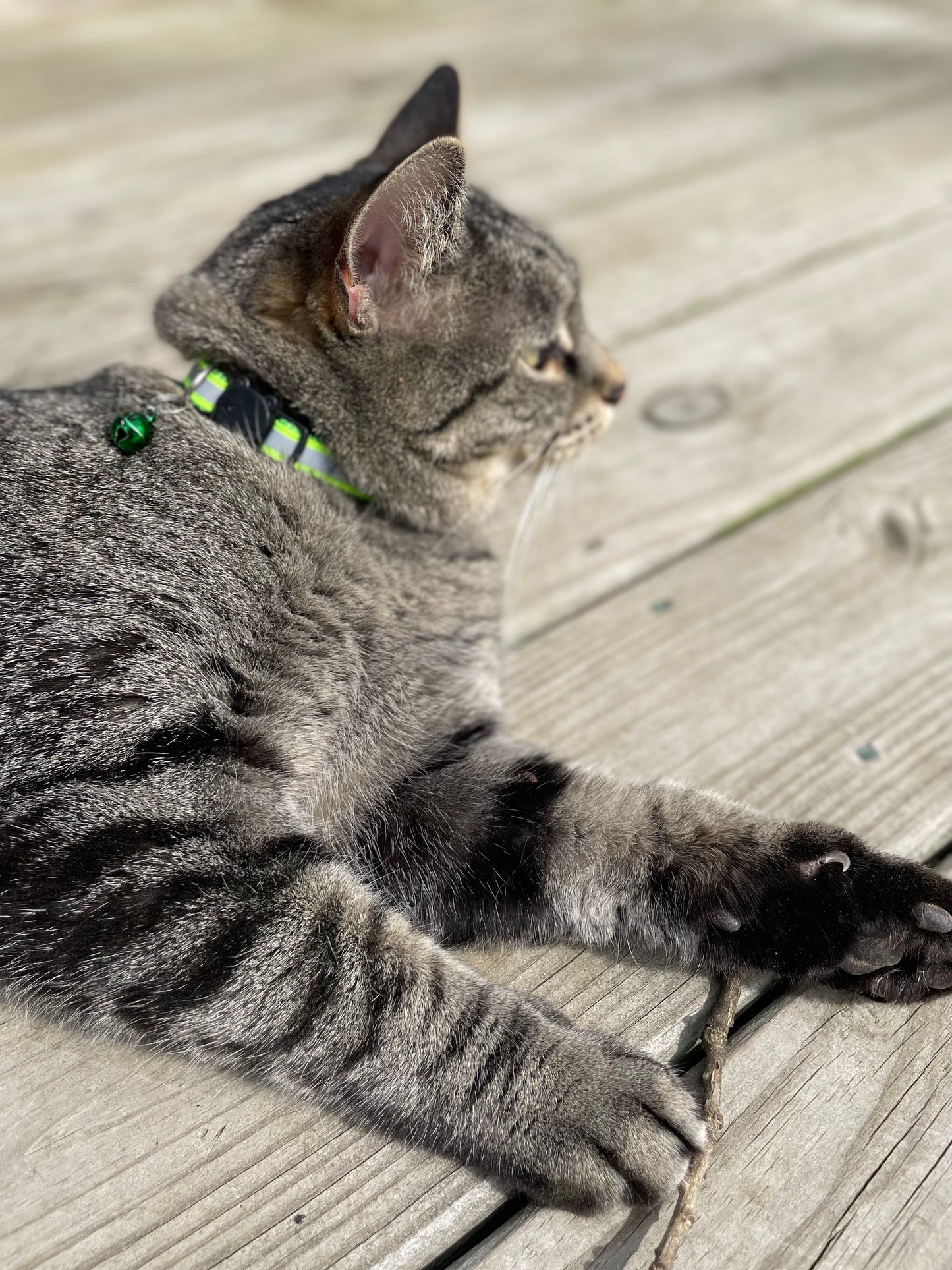 Reflective Feline Collection